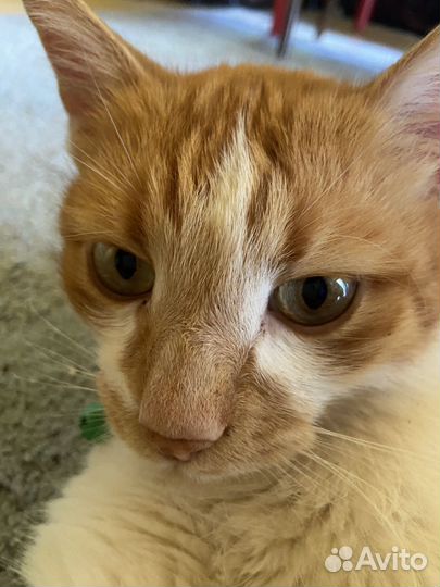 Кот Василий