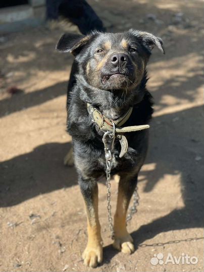 Молодой кобелек