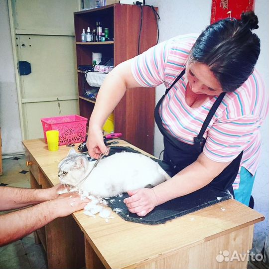 Зоосалон Дива-Дог