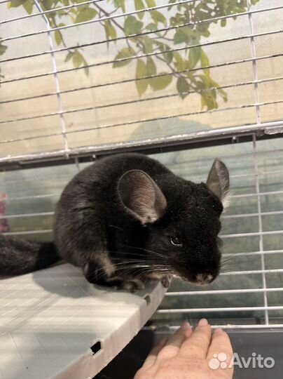 Шиншилла черный бархат самка