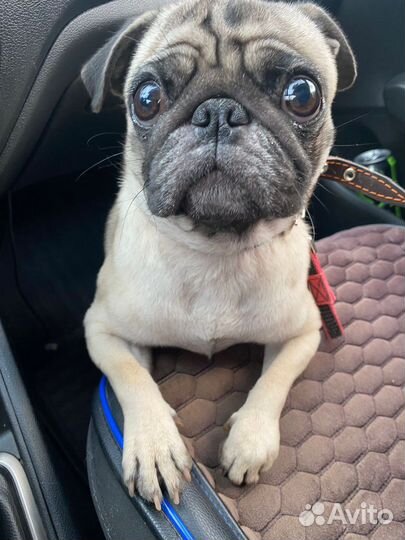 Мопс вязка мальчик