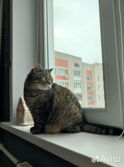 Кошачья шерсть