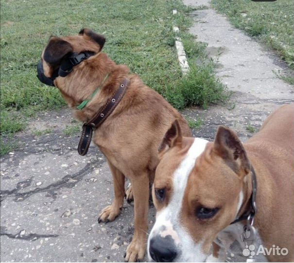 Передержка собак