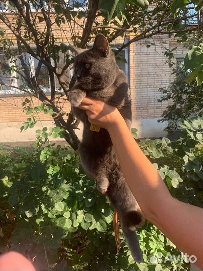 Кошечка в добрые руки