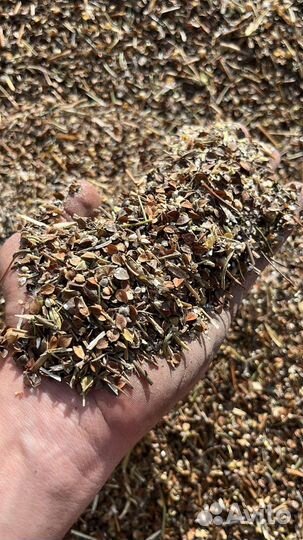 Отходы гречихи