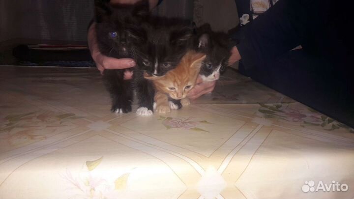 Кошки в добрые руки