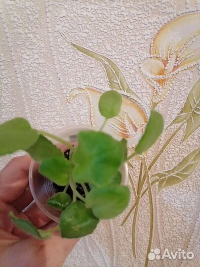 Фиалка сорт Fmeraib Lave