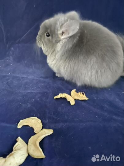 Шиншилла мальчики