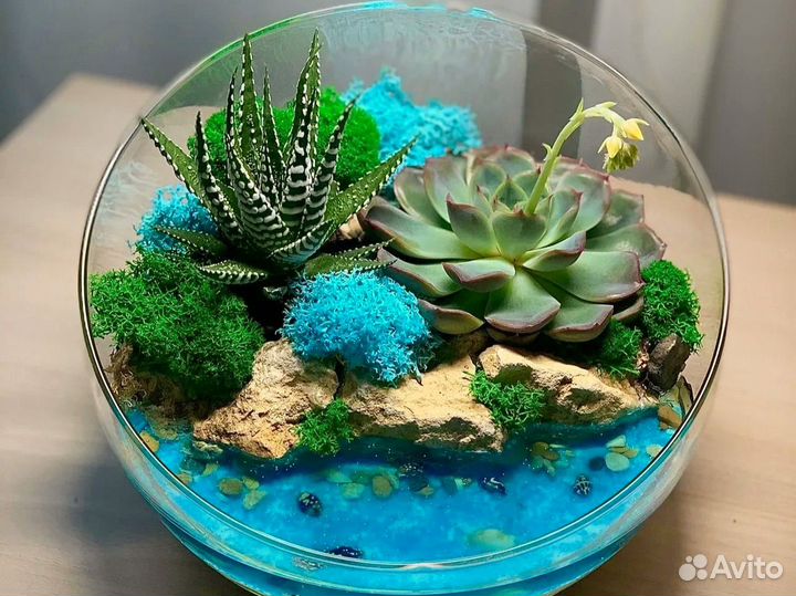 Суккуленты в флорариуме