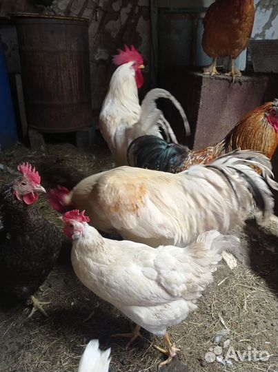 Куры петухи