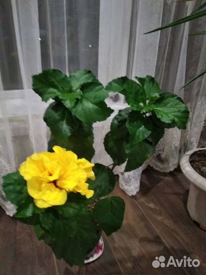 Комнатные цветы