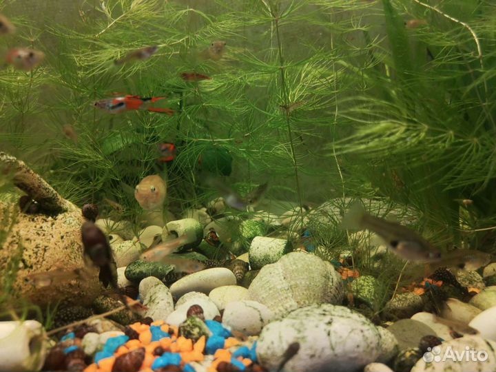 Аквариумное растение