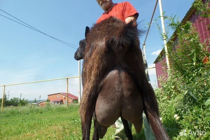 Альпийские козы