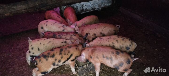 Поросята кантор