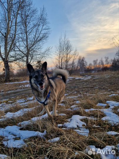 Инструктор-дрессировщик. Кинолог в Иркутске