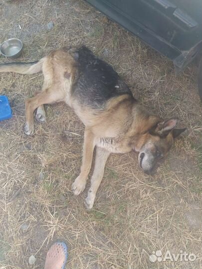 Черная немецкая овчарка