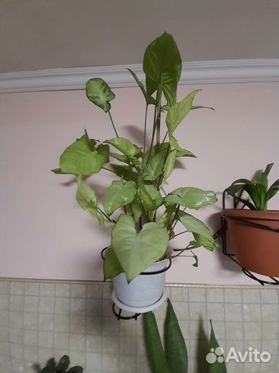 Комнатные растения