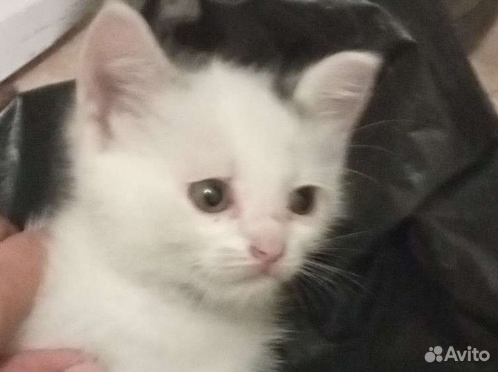 Отдам в добрые руки котенка