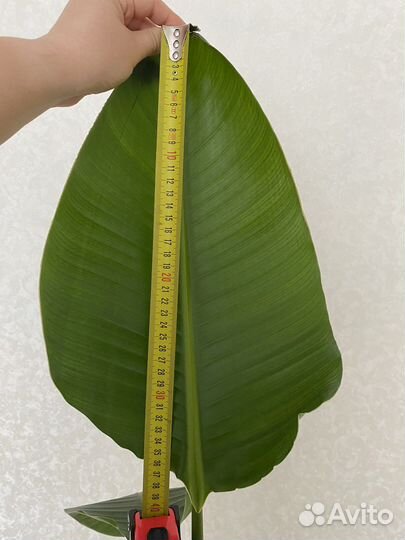 Стрелиция николая