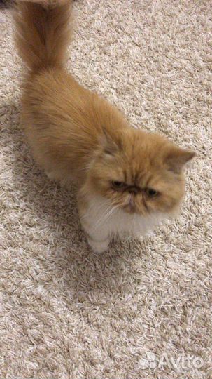 Передержка для кошечек