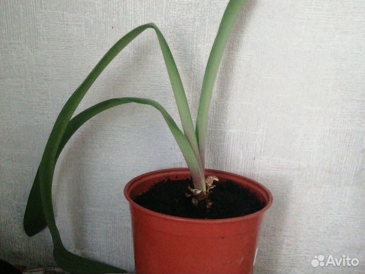 Гиппеаструм