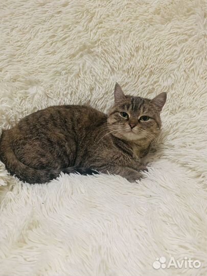 Шикарная Леди