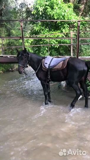 Жеребчик Къ