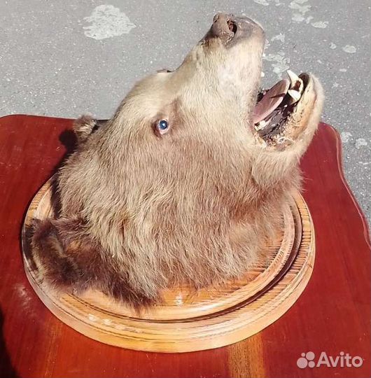 Голова медведя.(имитация)