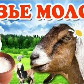 Козье молоко