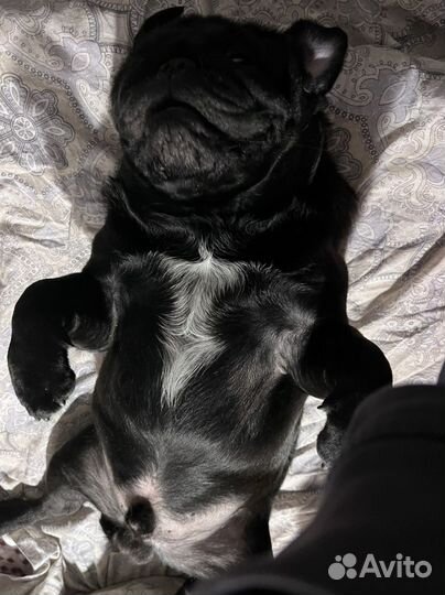 Мопс вязка мальчик