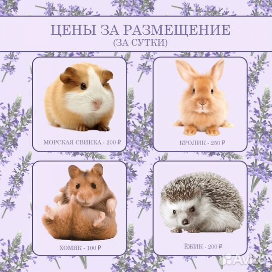 Передержка мелких домашних животных