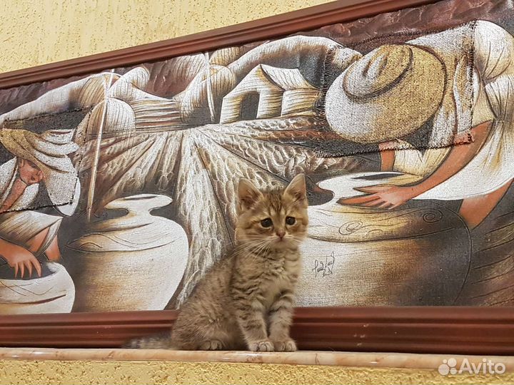 Котенок мальчик