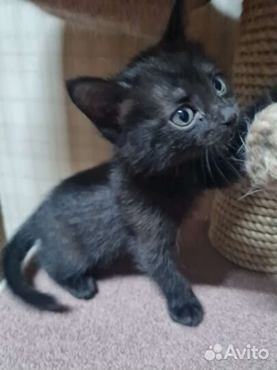 Котята в добрые руки 1 месяц
