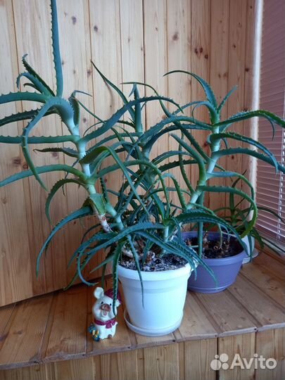 Алоэ лечебный