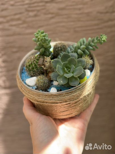 Флорариум из суккулентов