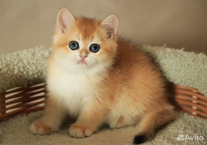 Кошка золотая шиншилла