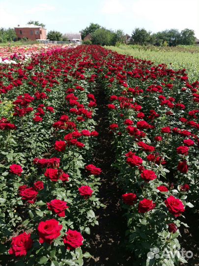 Розы оптом