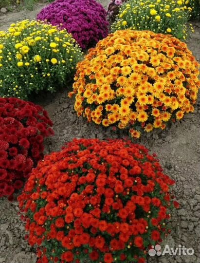 Хризантемы мультифлора