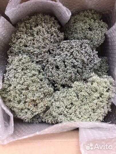 Мох ягель, Цетрария исландский мох