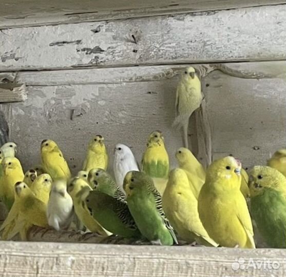 Птенцы волнистый попугай
