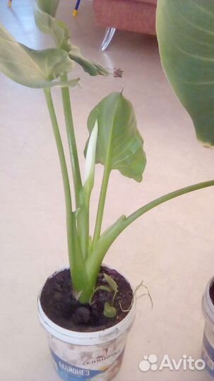 Калла эфиопская урожай 2023 года