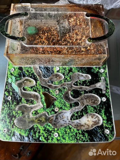 Муравьиная ферма с муравьями