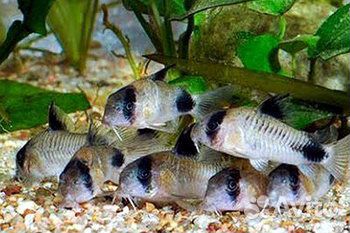 Сомики. Коридорас. Панда. Растения. Аквариум. Фон