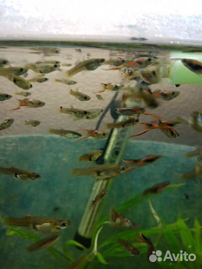 Рыбки гуппи