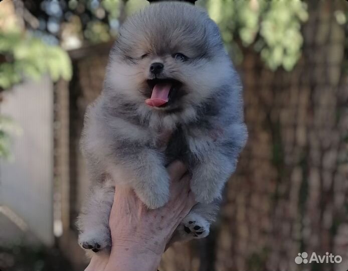 Померанский шпиц мини мальчик