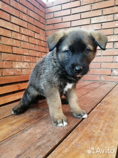 Щенки лабрадора