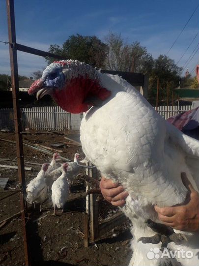 Индейка на праздничный стол