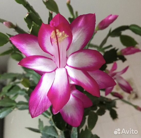 Декабрист шлюмбергера