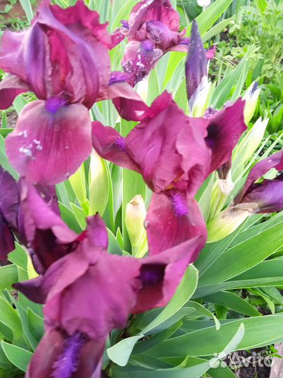 Домашние цветы