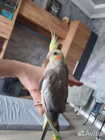 Попугай корелла с клеткой